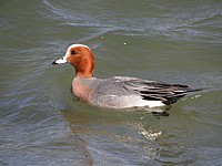 Canard siffleur, anas penelope