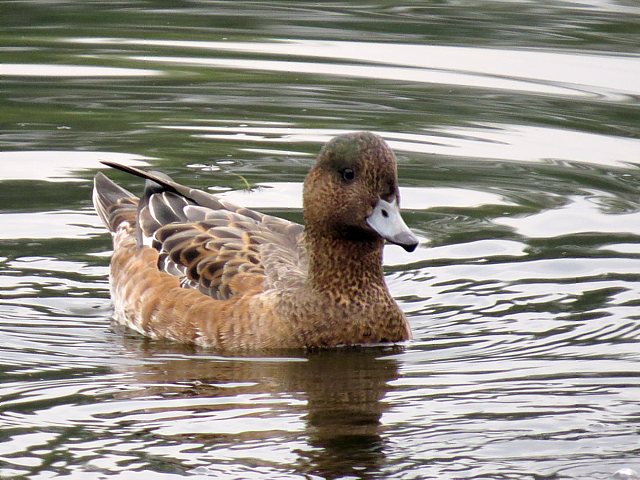 Femelle canard siffleur