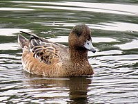 Femelle canard siffleur