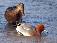Canard siffleur et cane Colvert