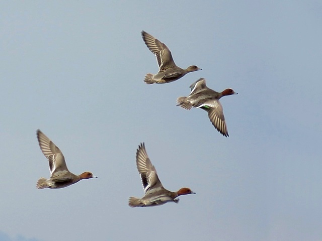 Canards siffleurs en vol