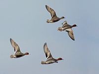 Vol de canards siffleurs