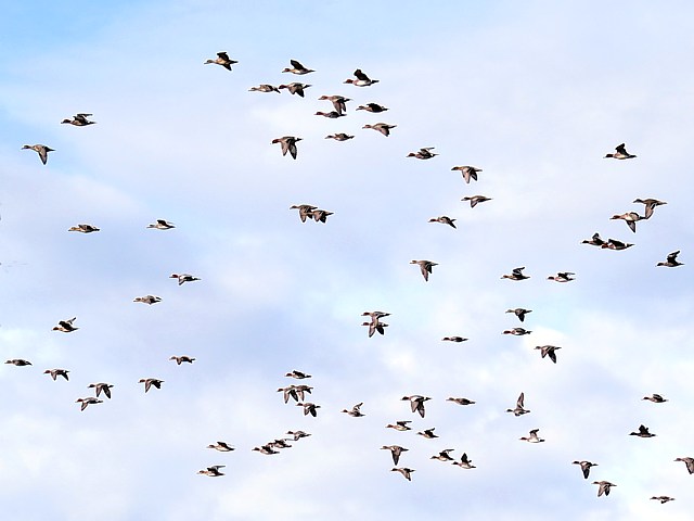 Vol de canards siffleurs