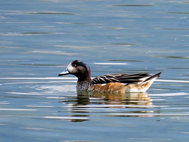 Canard siffleur du Chili