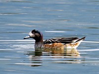 Canard siffleur du Chili