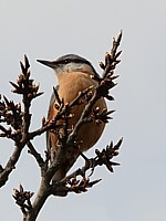 Sittelle torchepot, sitta europaea