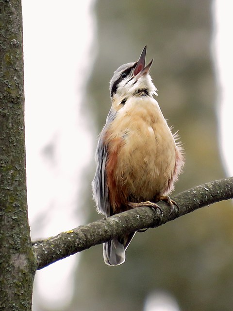 Sittelle torchepot, sitta europaea