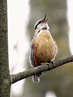 Sittelle en position de chant