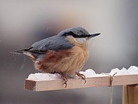 Sittelle torchepot, sitta europaea