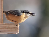 Sittelle torchepot, sitta europaea