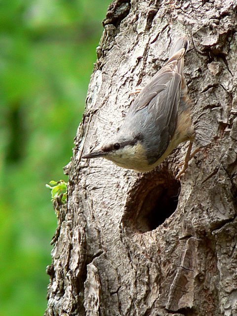 Sittelle torchepot, sitta europaea