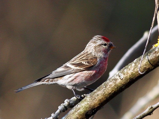 Sizerin cabaret, carduelis cabaret