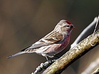 Sizerin cabaret, carduelis cabaret