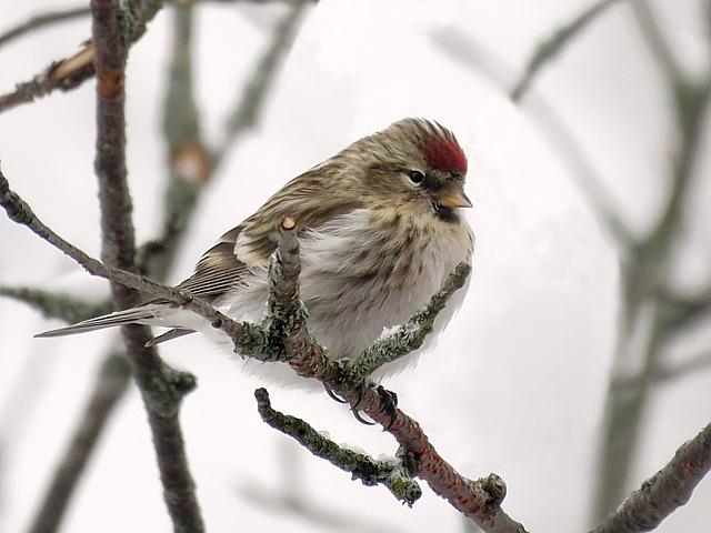 Sizerin cabaret, carduelis cabaret