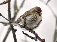 Sizerin cabaret, carduelis cabaret