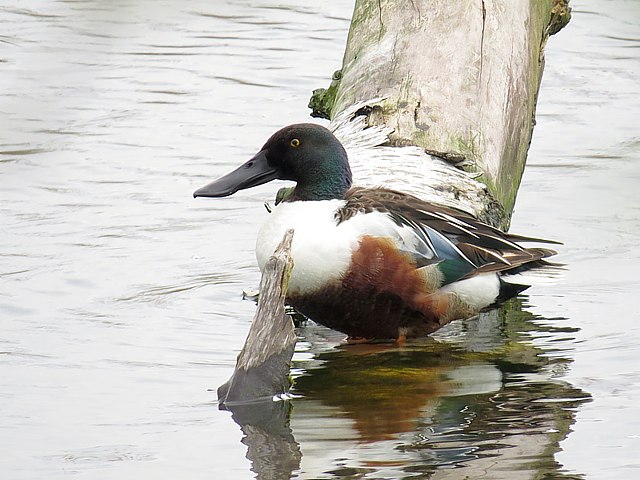 Canard souchet, anas clypeata