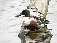Canard souchet, mâle - anas clypeata