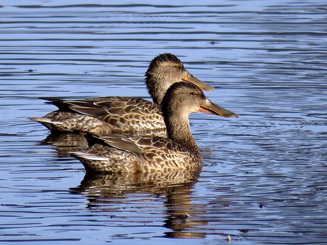Canard souchet, femelle