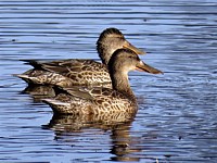Canard souchet, femelle - anas clypeata