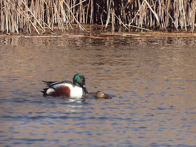 Accouplement du canard souchet