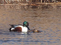 Accouplement de canards souchets