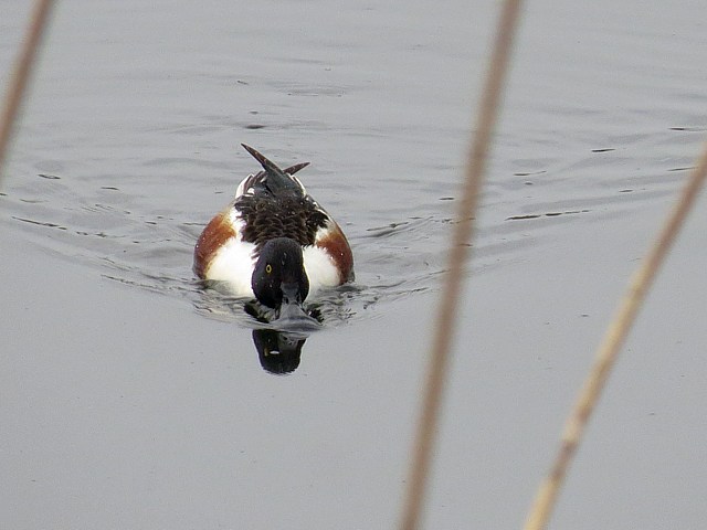 Canard souchet