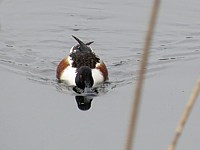 Canard souchet filtrant l'eau