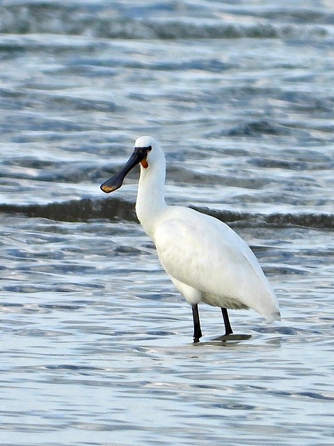 Spatule blanche, platalea leucorodia