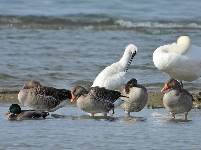 Spatule blanche avec cygne et oies cendres