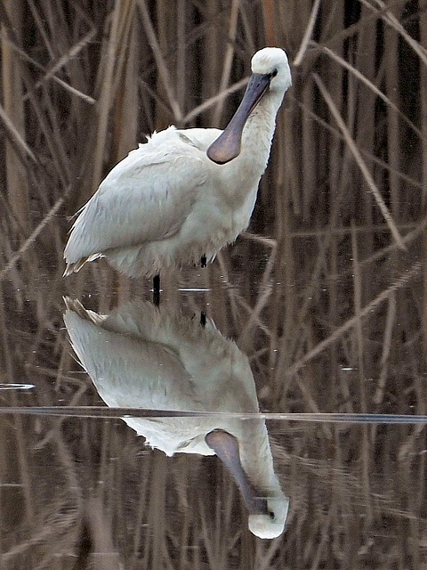 Spatule blanche, platalea leucorodia