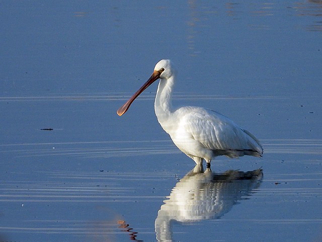 Spatule blanche