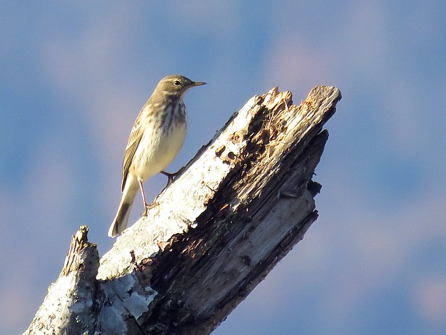 Pipit spioncelle, anthus spinoletta