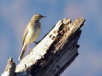 Pipit spioncelle, anthus spinoletta