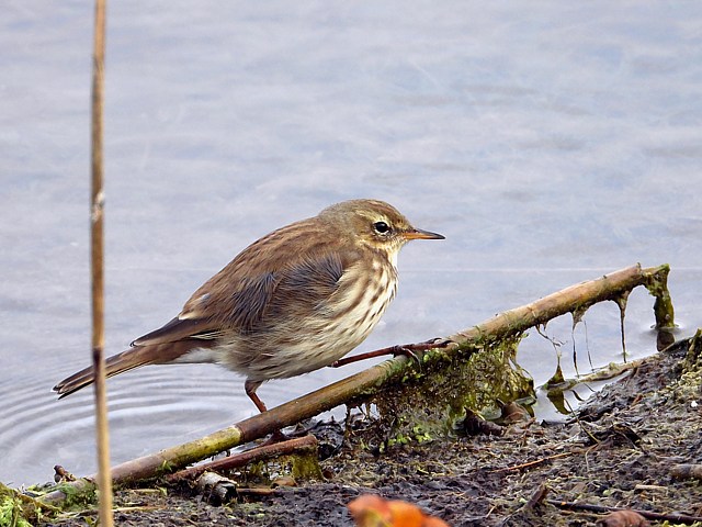 Pipit spioncelle, anthus spinoletta