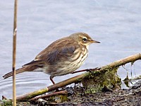 Pipit spioncelle