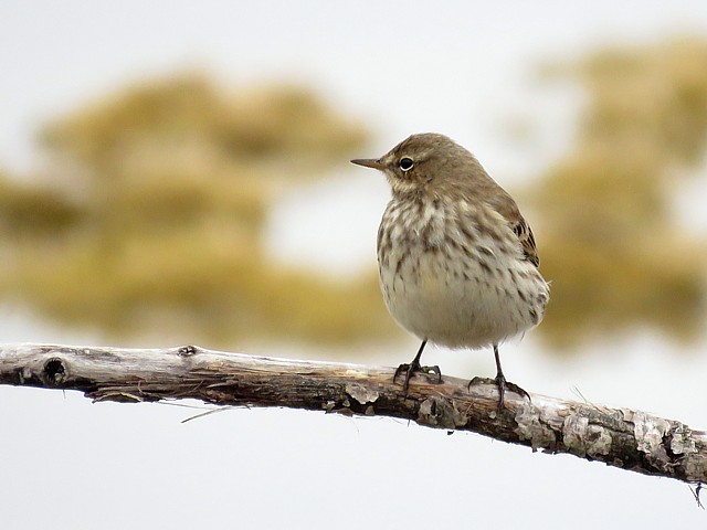 Pipit spioncelle en hiver