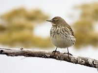 Pipit spioncelle