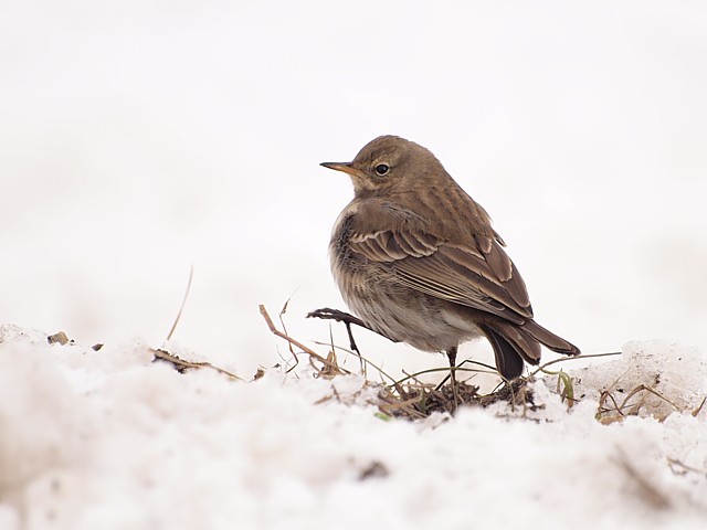 Pipit spioncelle en hiver
