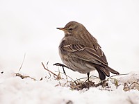 Pipit spioncelle en hiver
