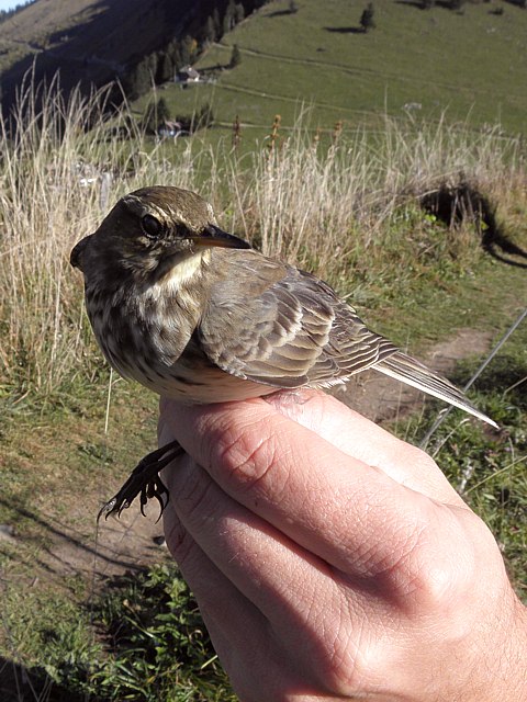 Pipit spioncelle bagué