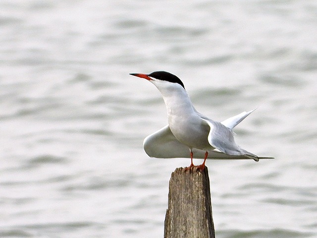 Sterne pierregarin, sterna hirundo