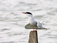 Sterne pierregarin, sterna hirundo