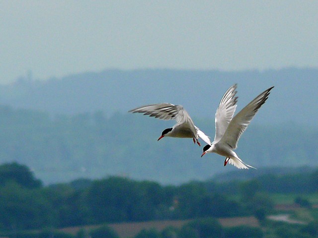 Sternes pierregarin en vol