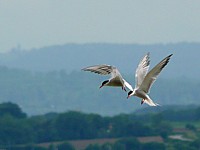Sternes pierregarin en vol