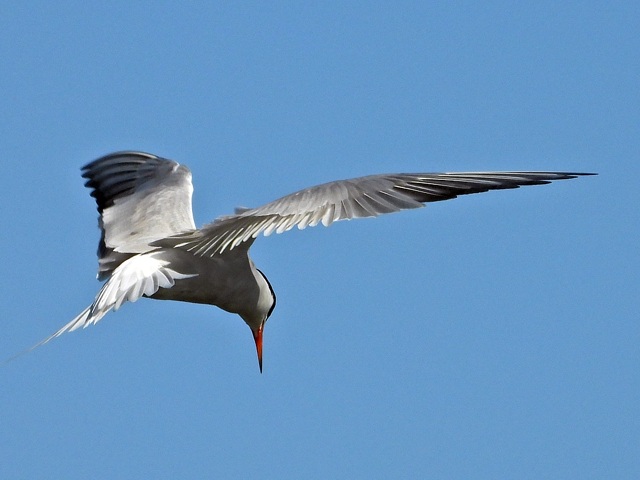 Sterne pierregarin en vol