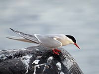Sterne arctique, sterna paradisaea