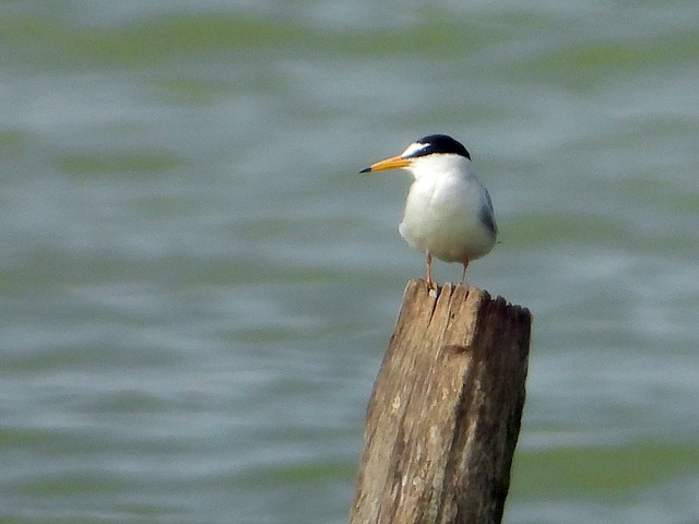 Sterne naine, sternula albifrons