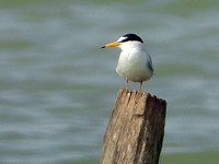 Sterne naine, sternula albifrons
