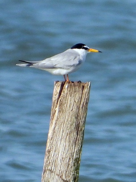 Sterne naine, sternula albifrons