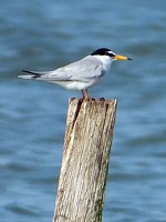 Sterne naine, sternula albifrons